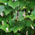 Indian golden orb-web spider