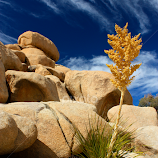 Yucca at Joshua Tree by Venetia Featherstone-Witty -  