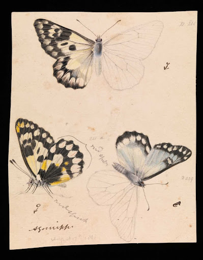 Wood White Butterfly, Delias aganippe