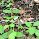 Indian pipe