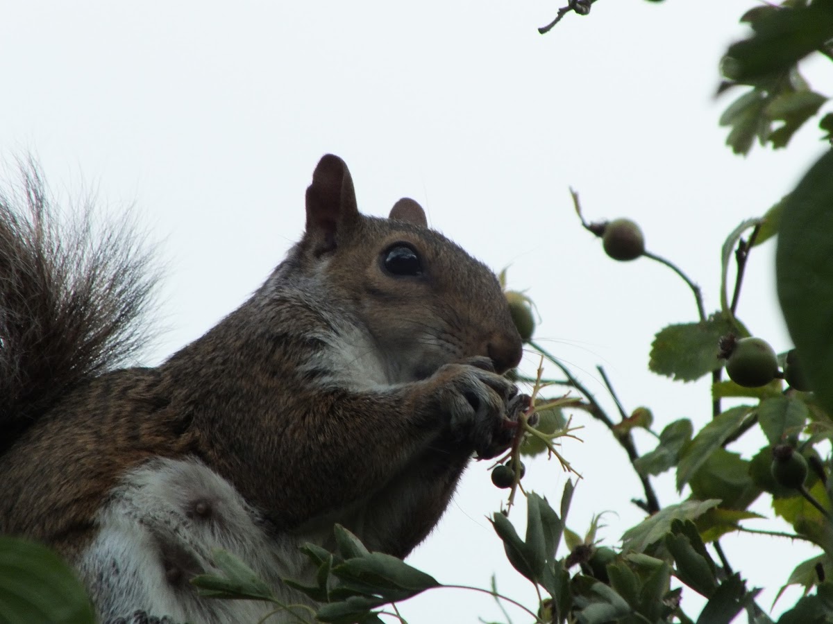 Grey Squirrel