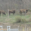 Bisonte europeo - European bison