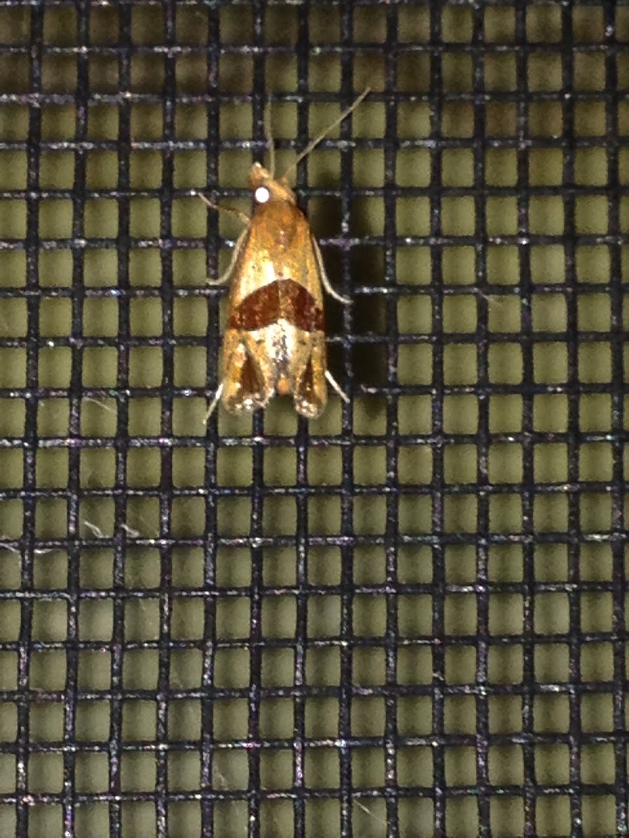 Broad-patch Carolella Moth