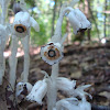 Indian Pipe