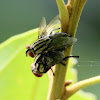 Grey Flesh Flies