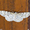 Geometrid Moth Metapercnia ductaria