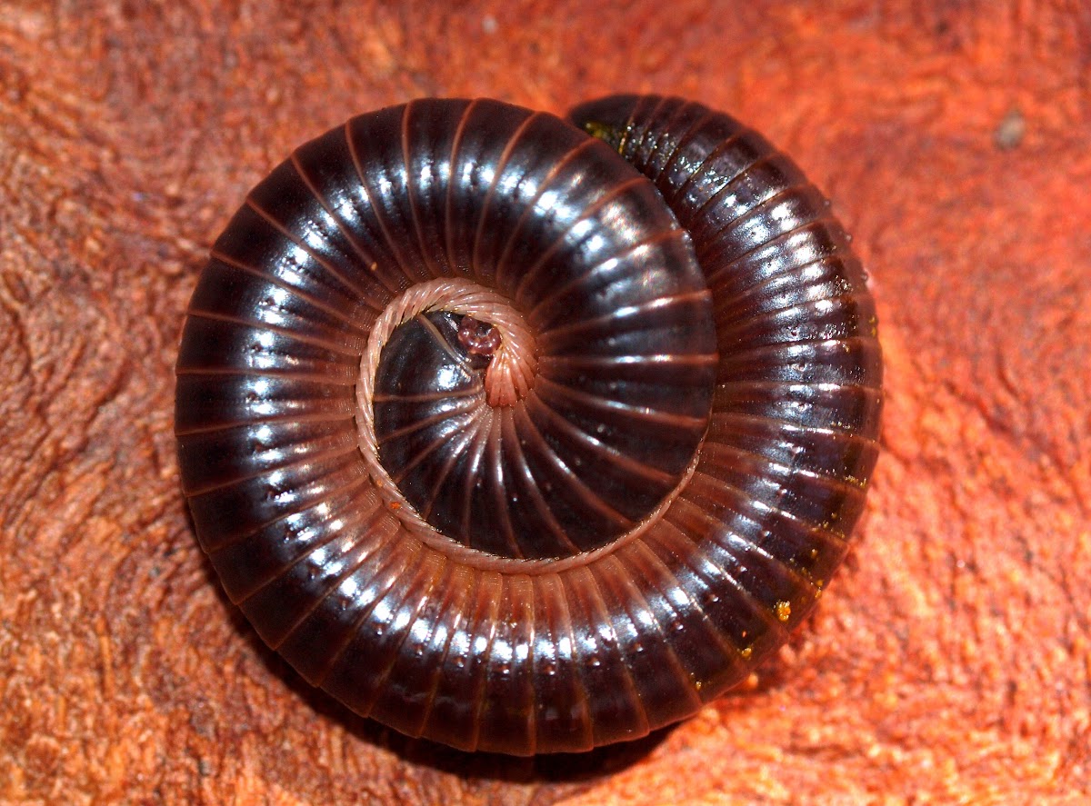 Millipede