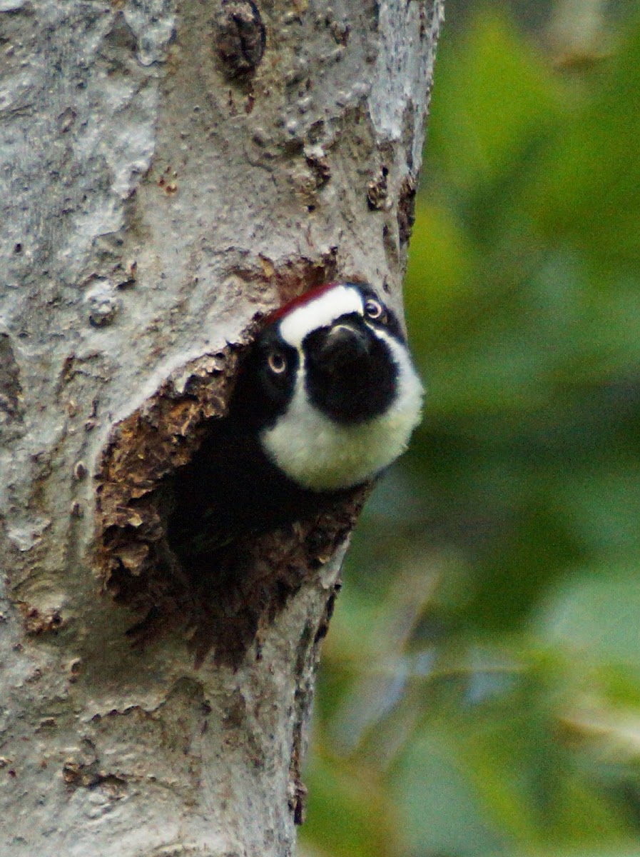 Acorn Woodpecker