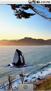 How to install Killer Whale Spyhop Sticker 1.0 apk for android