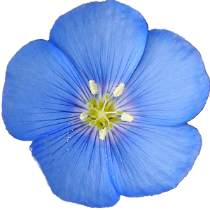 Colorado Rocky Mtn Wildflowers.apk Varies with device