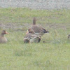 Greater white-fronted Geese
