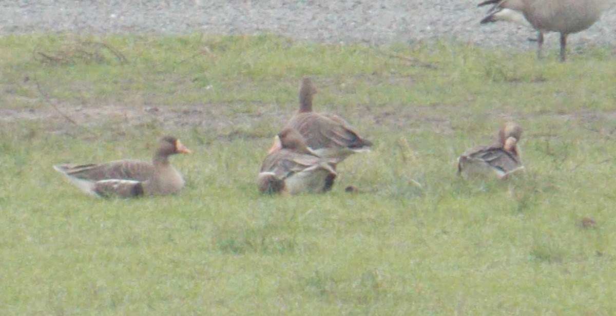 Greater white-fronted Geese