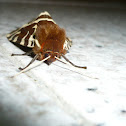 Great Tiger moth