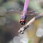 Roseate Skimmer