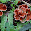 Rosette Fungus