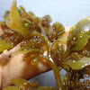 Sargassum