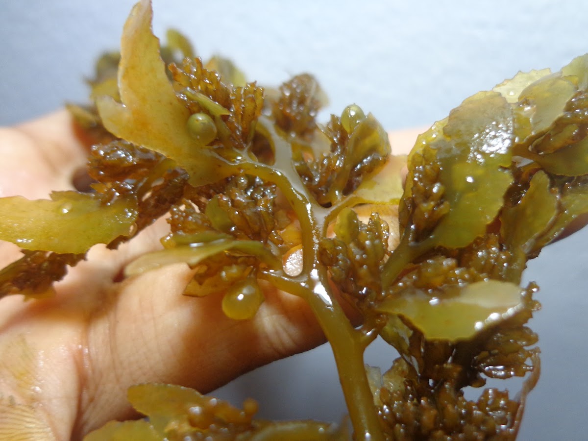 Sargassum