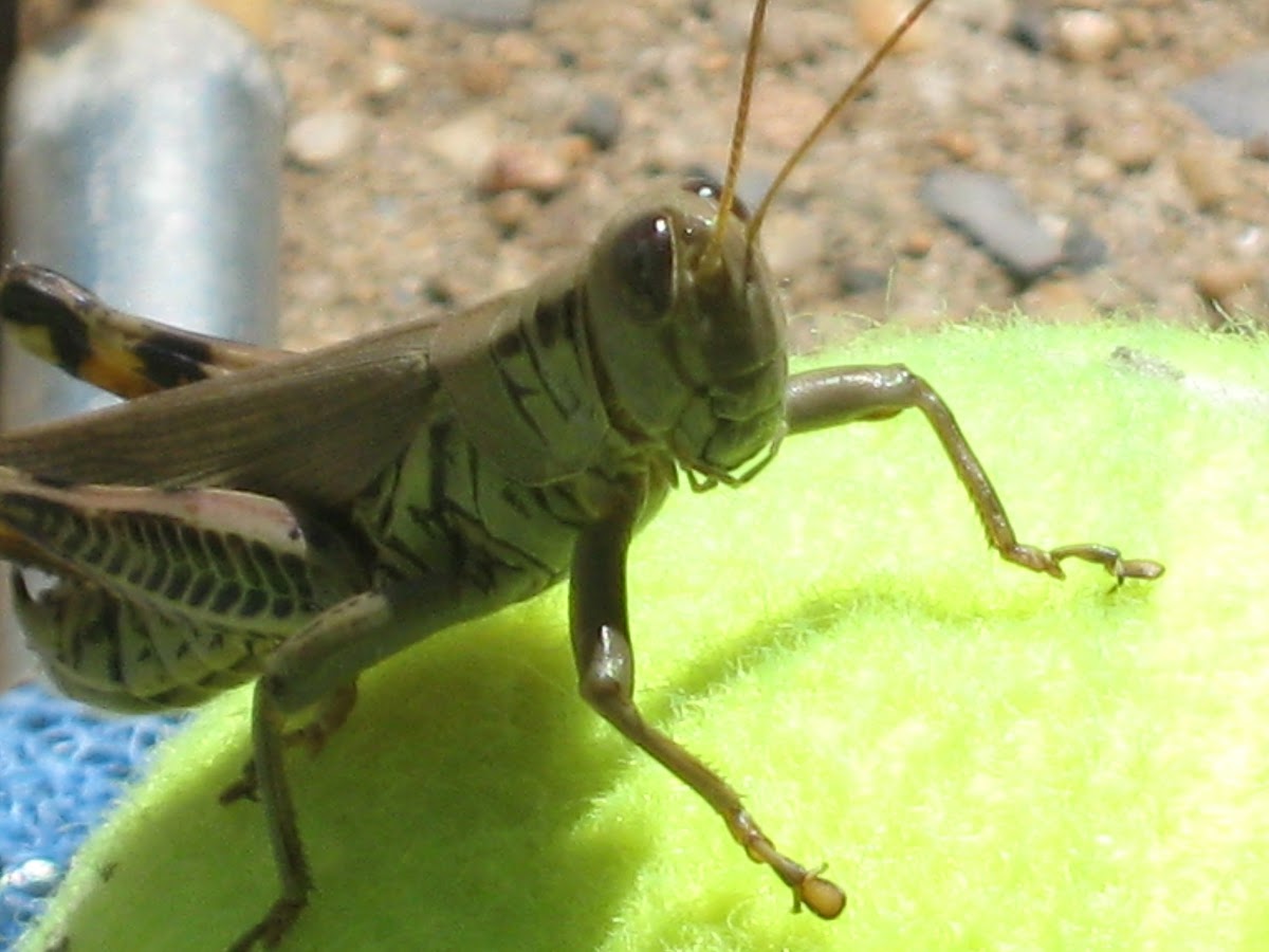 Differential Project Noah