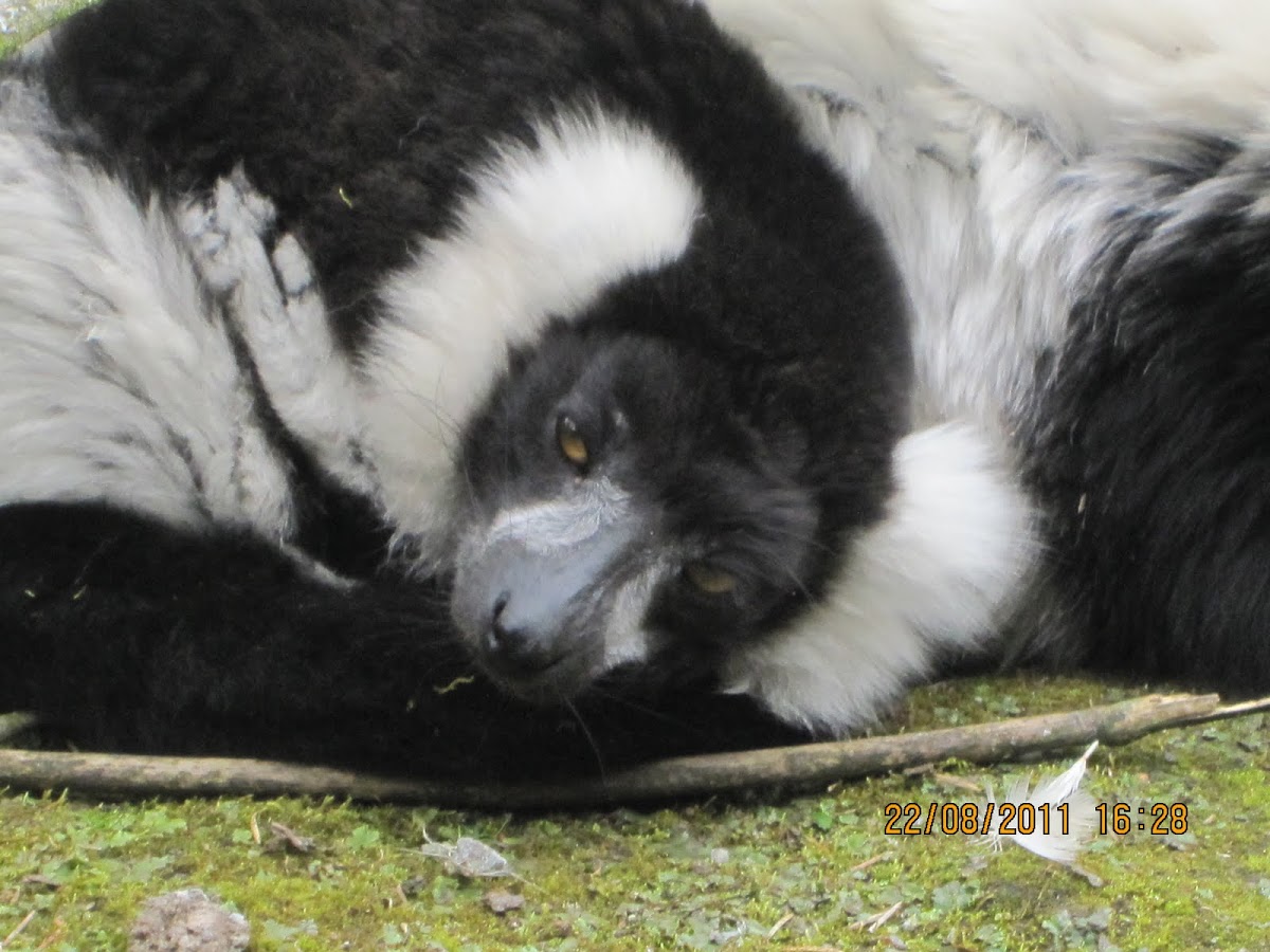 Black-and-white ruffed lemur 