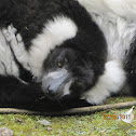 Black-and-white ruffed lemur 