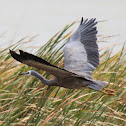 White-faced Heron