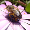 Abeja melífera, European honey bee