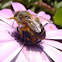 Abeja melífera, European honey bee