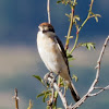 Woodchat Shrike; Alcaudón Común