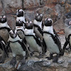 African Penguin