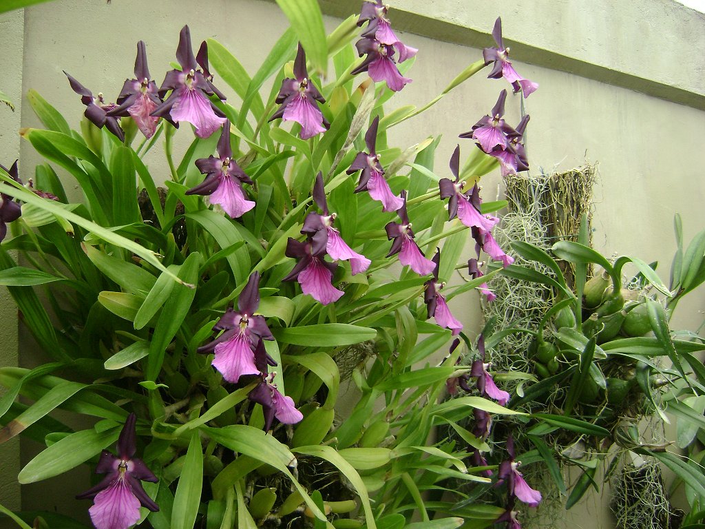 Outstanding Miltonia orchid