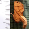 Yellow Collared Slug Moth