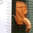 Yellow Collared Slug Moth