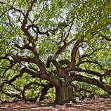 The Angel Tree by Eve Spring -  