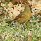 female cardinal (?)