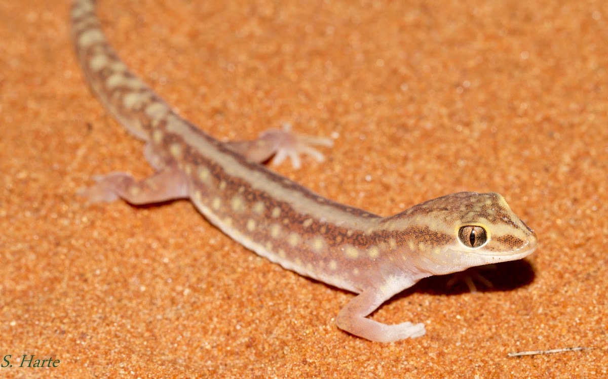 Sand Plain Gecko