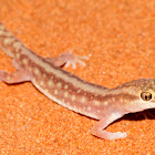 Sand Plain Gecko