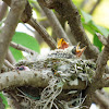 Vermilion Flycatcher Chicks