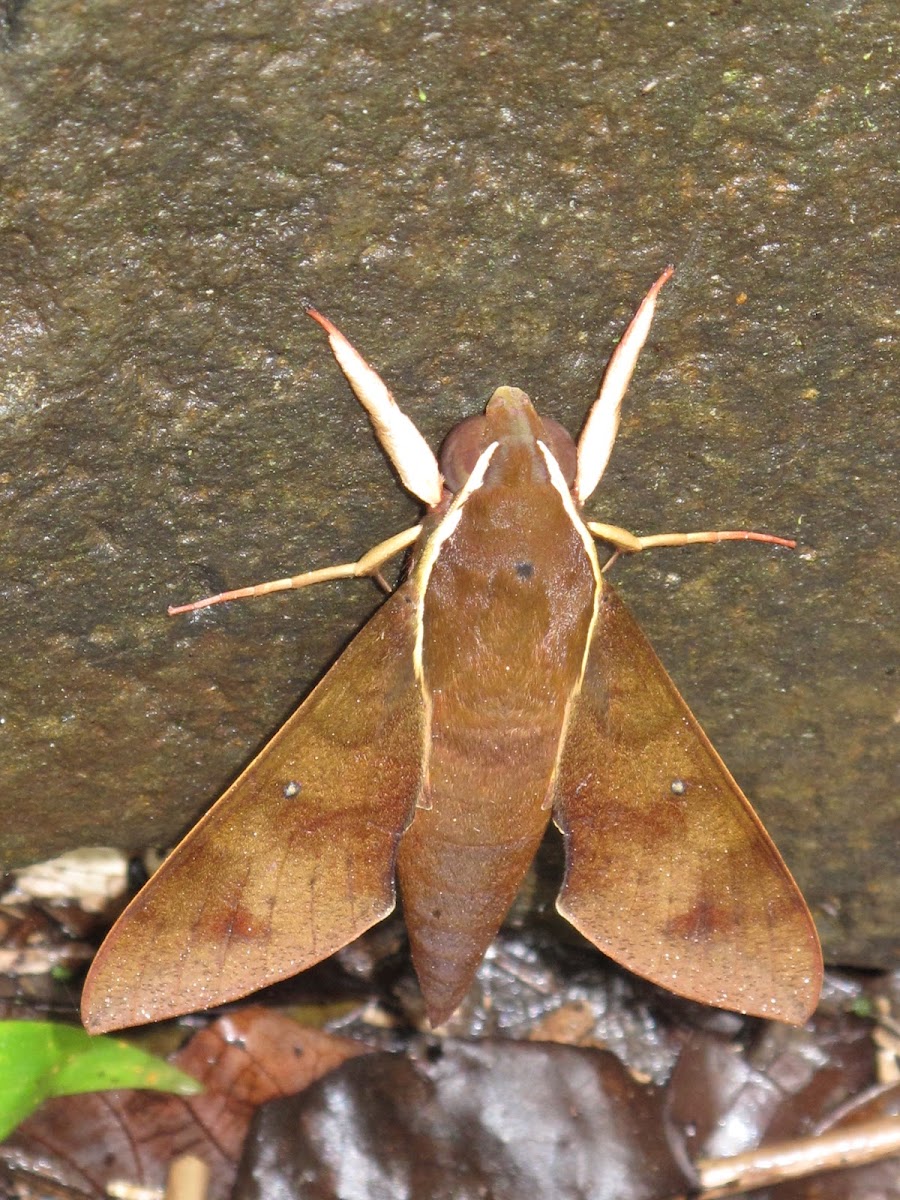 Moth in Atherton Tablelands, Cairns