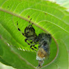 European garden spider with prey