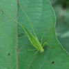 Long-horn grasshopper