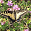 Anise Swallowtail Butterfly