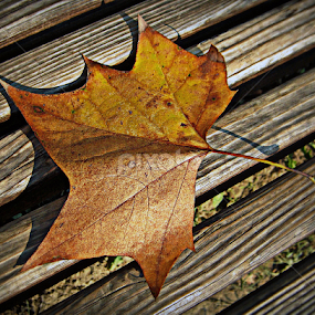 by Tatjana Koljensic - Nature Up Close Leaves & Grasses