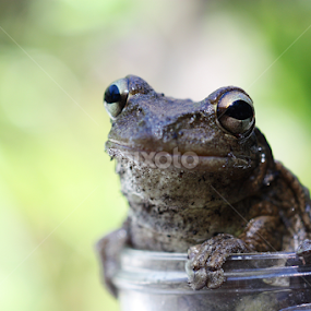 Smiling Frog by Blake Coln - Animals Amphibians