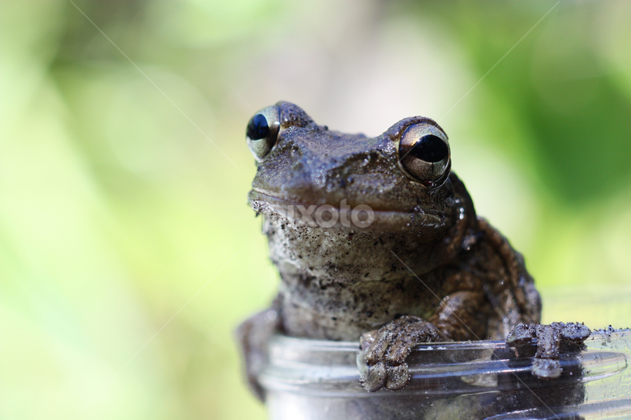 Smiling Frog by Blake Coln - Animals Amphibians