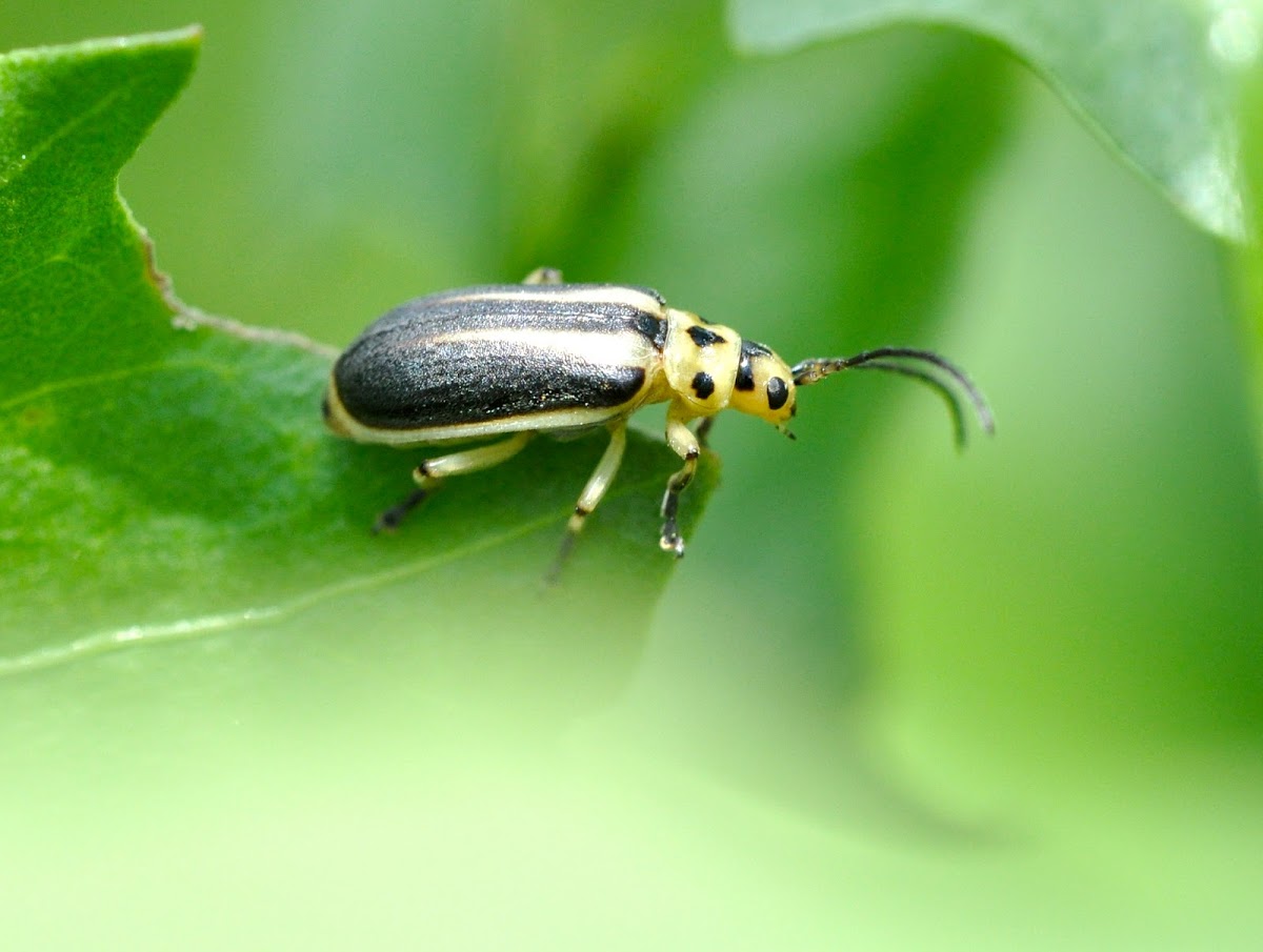 Groundselbush Beetle