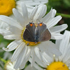 Gray Hairstreak