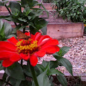 Zinnia/Skipper Butterfly