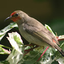 Red-headed Honeyeater (female)