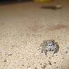 Spotted Jumping Spider