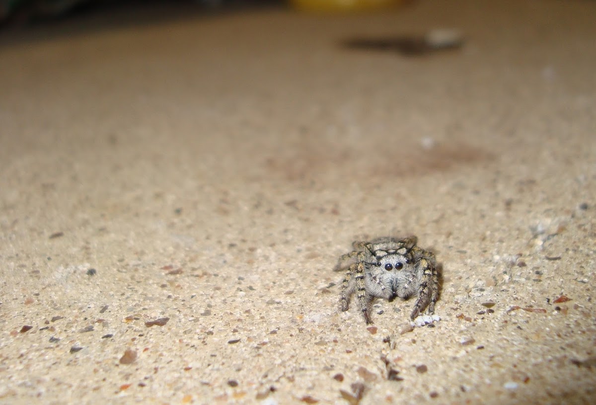 Spotted Jumping Spider